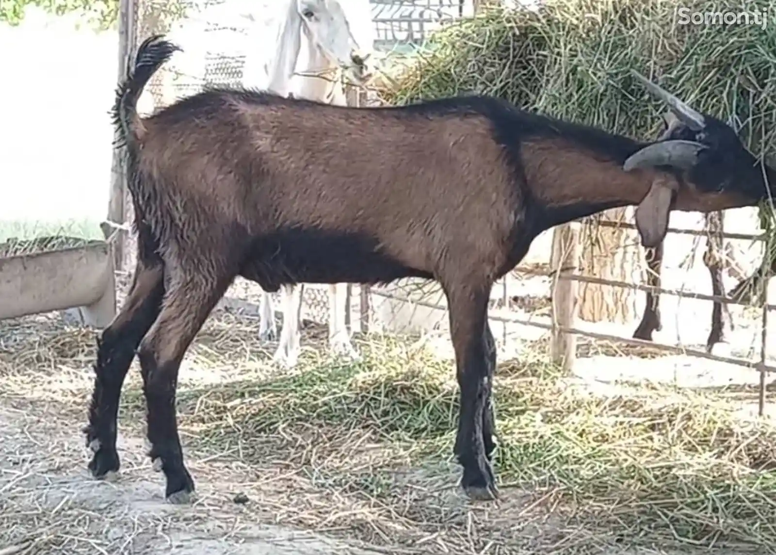 Такачаи алпийский-1