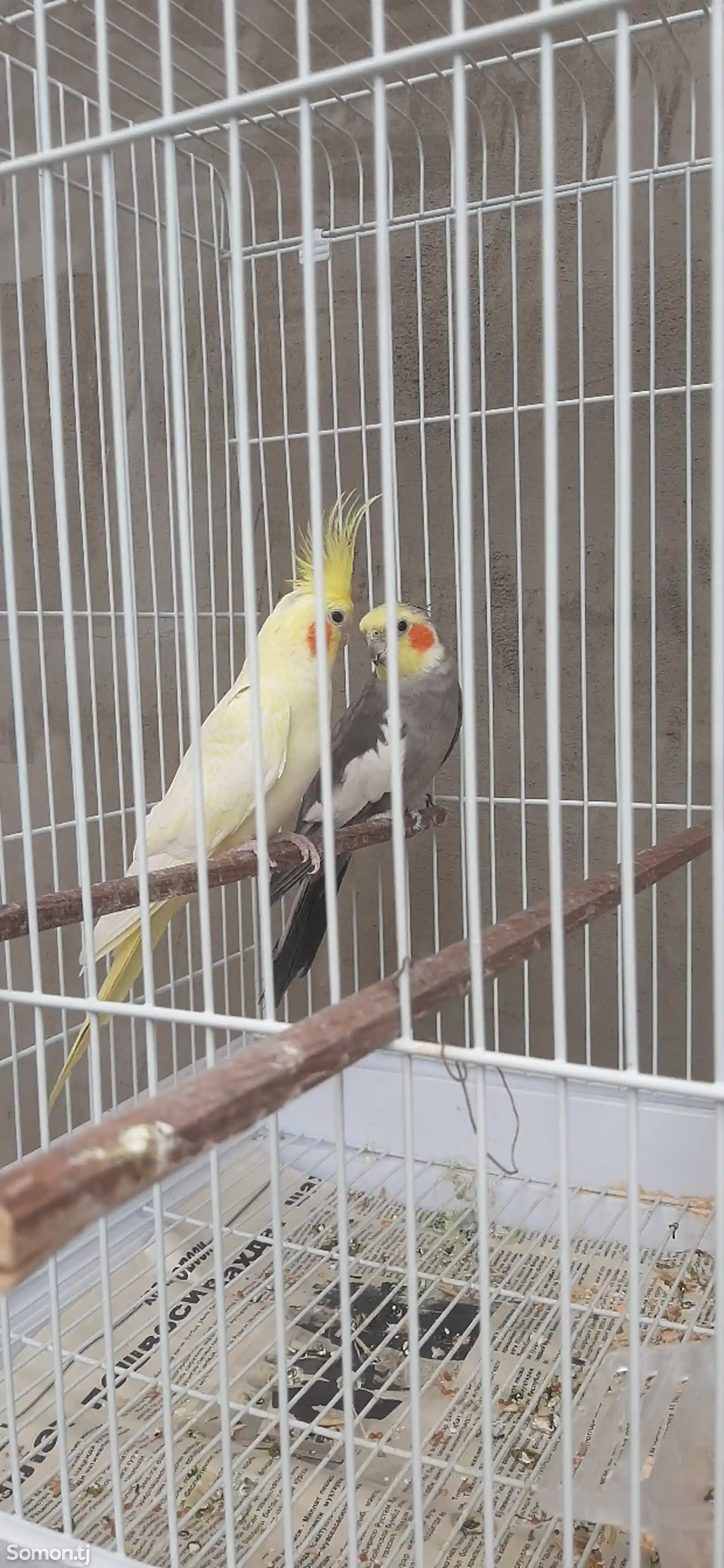 Попугай карела-4