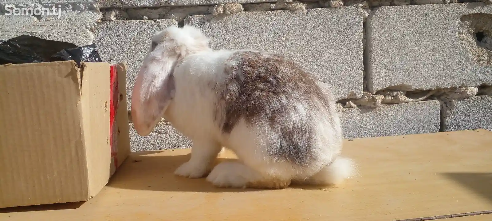 Кролик французский баран-3