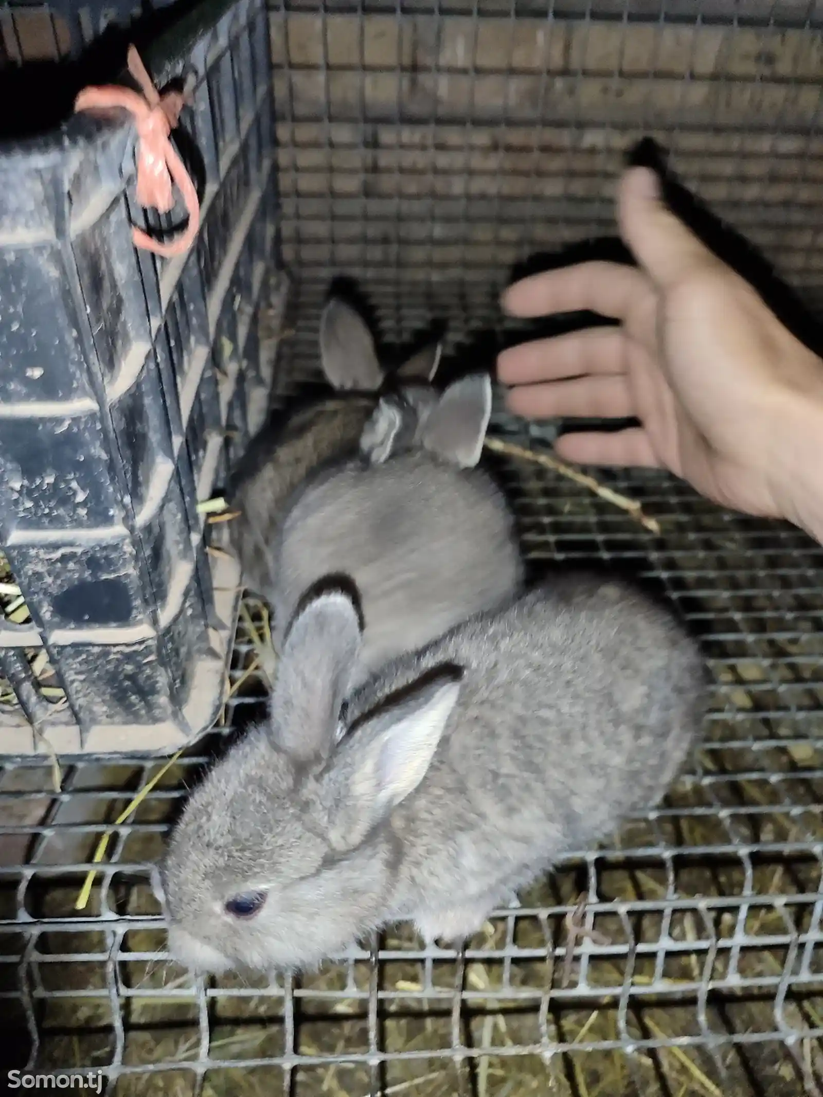 Кролик карлик-1