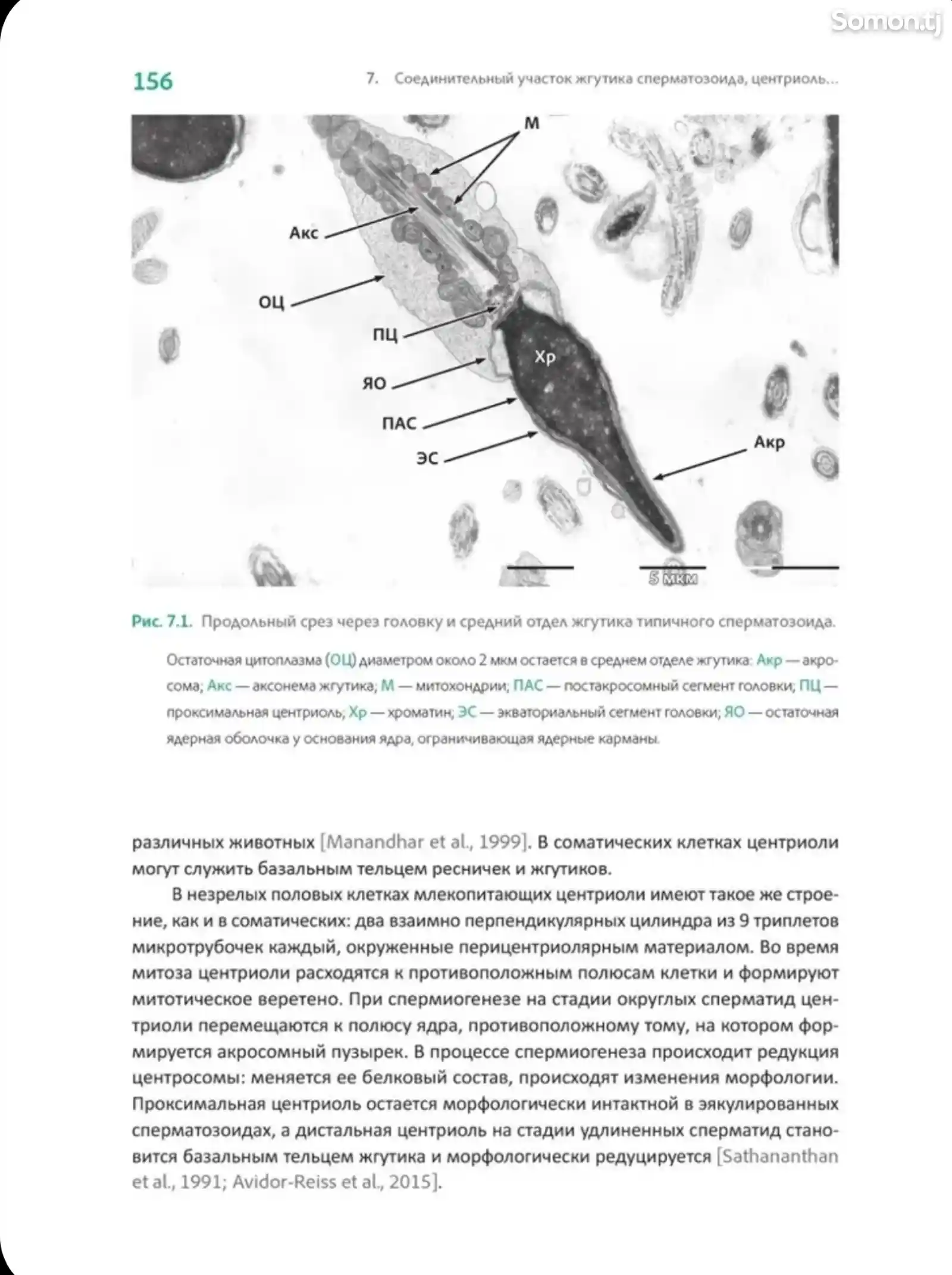 Книга Интерпретация спермограммы-11