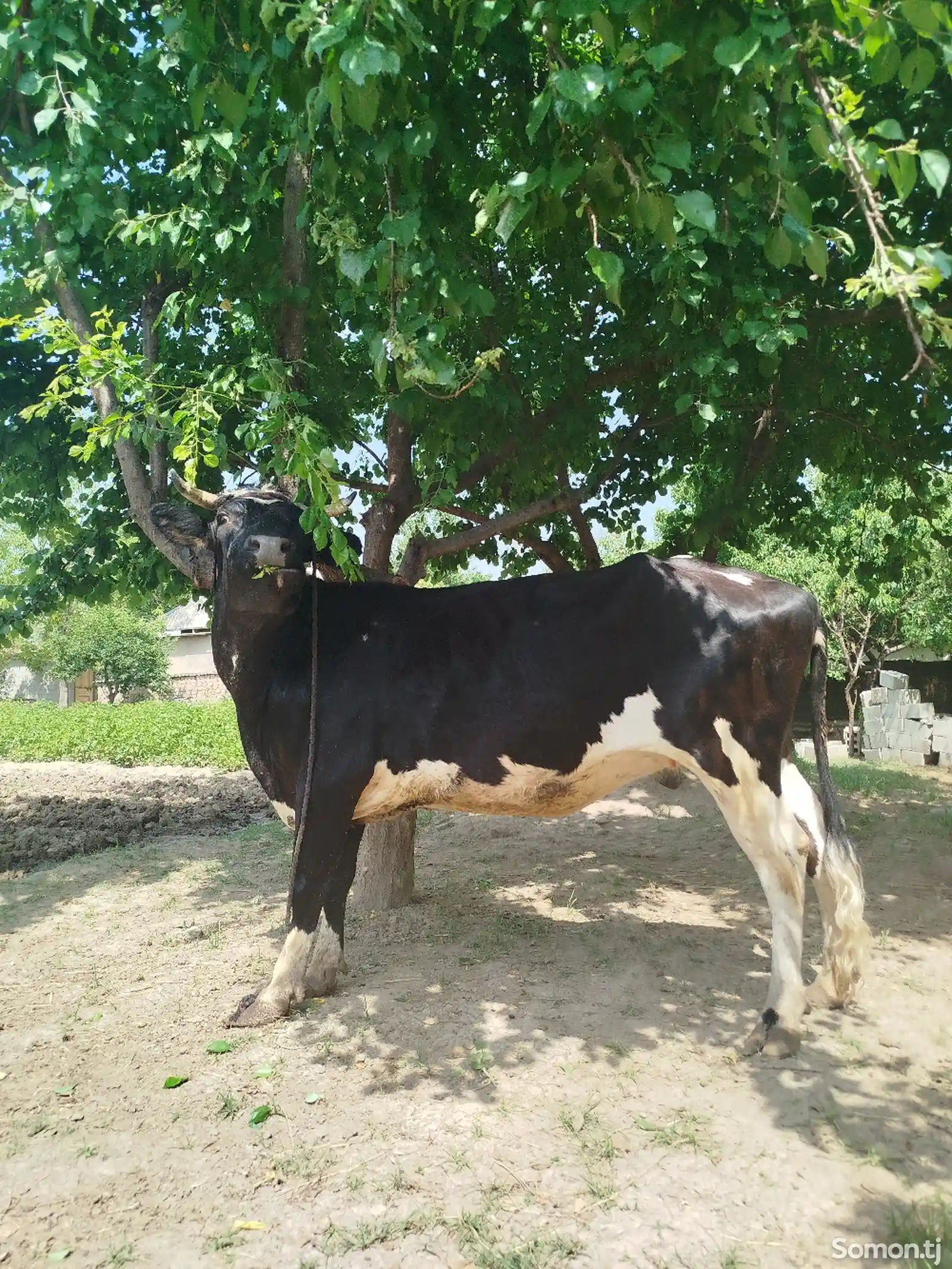 Корова чёрный пёрс-2