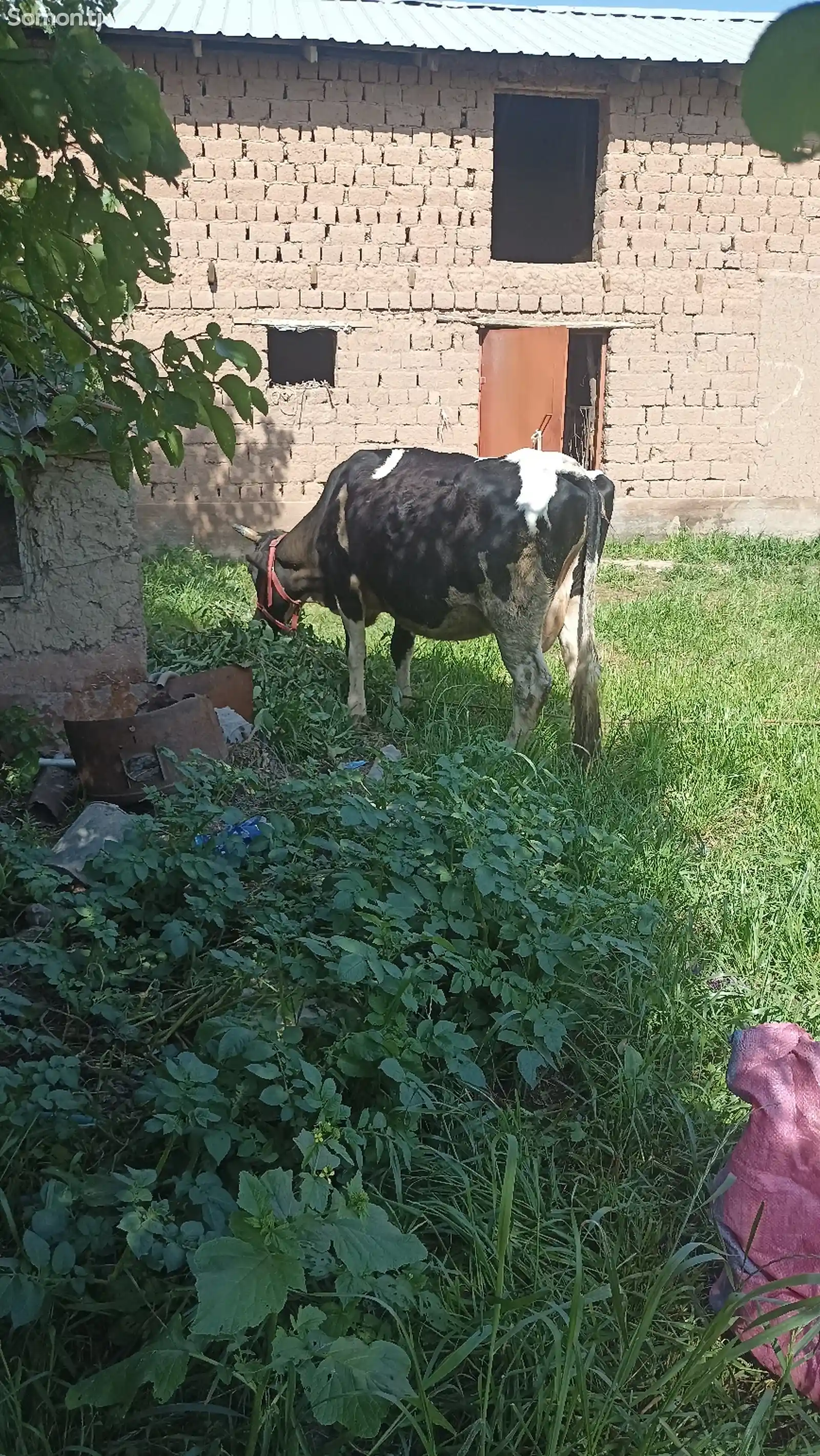 Корова черно-пестрая-3