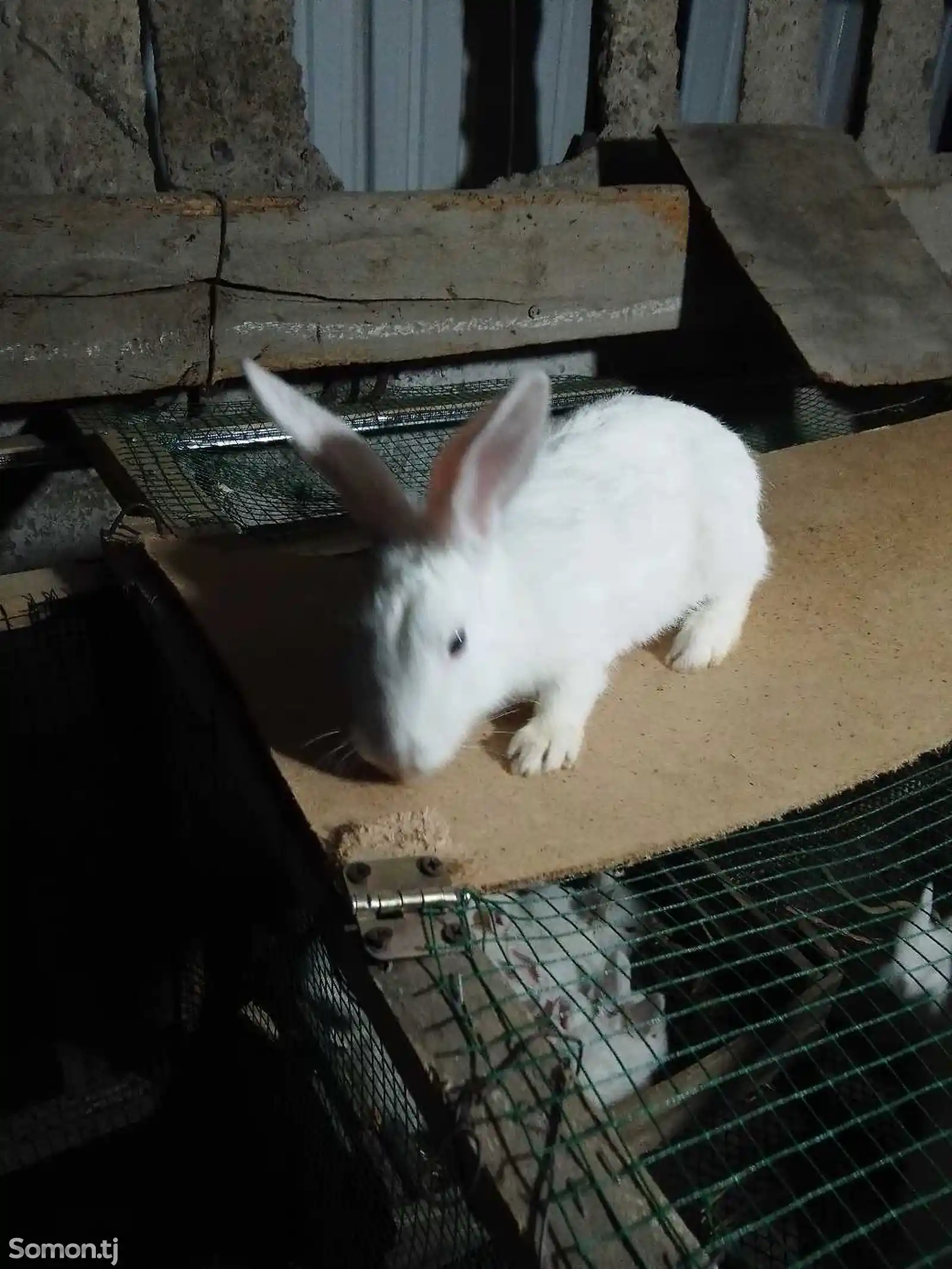 Кролики-5