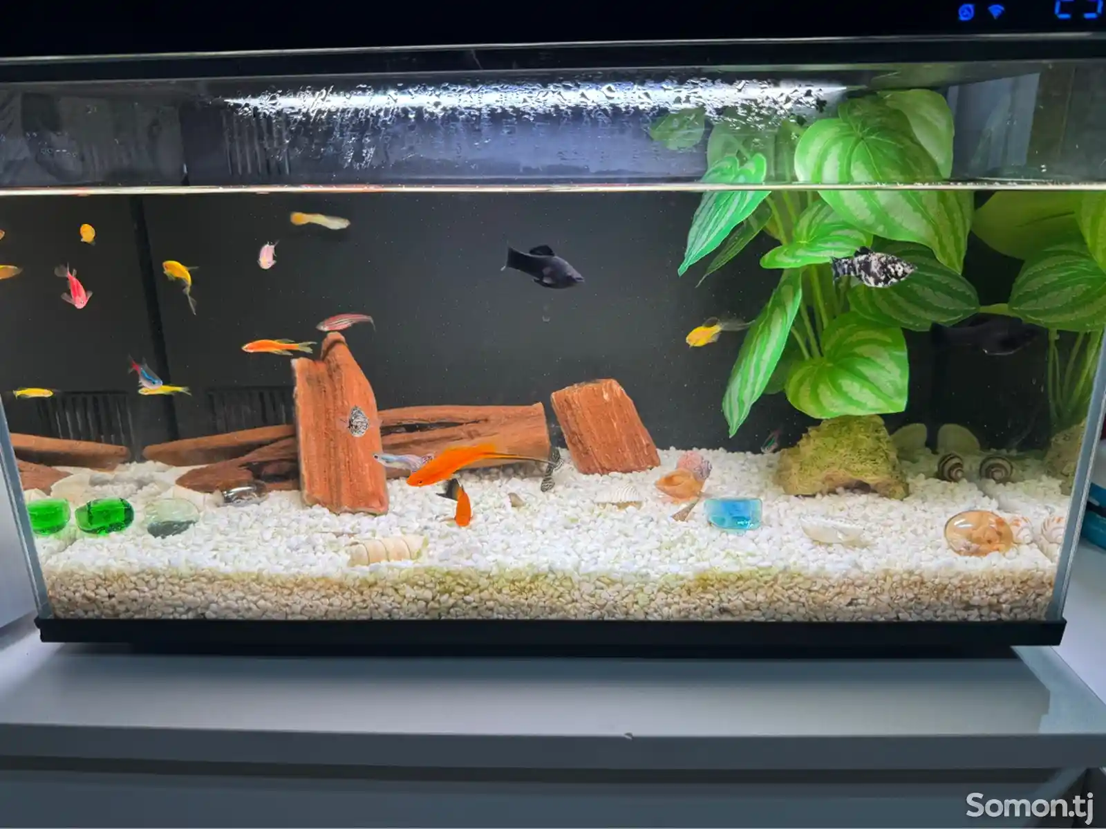Умный аквариум Mijia Smart Fish Tank MYG100 30 Литр-2