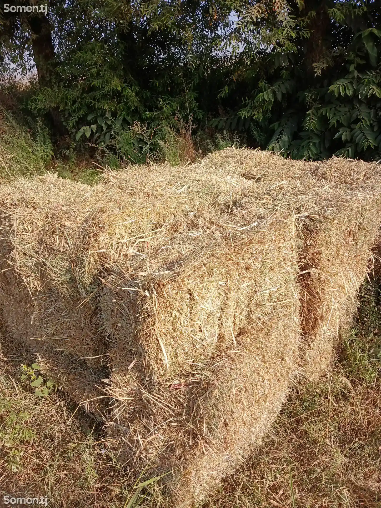 Пресси алаф-2